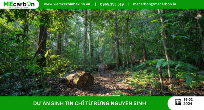 Dự án sinh Tín chỉ từ rừng nguyên sinh